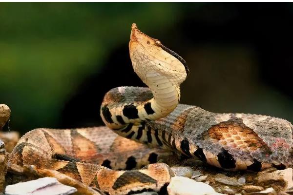 五步蛇的名称由来,有以下3种解释