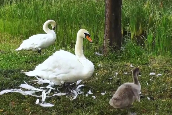 鹅换羽时间,出生一个月后开始更换绒毛