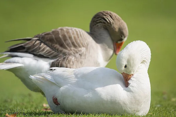 鹅换羽时间,出生一个月后开始更换绒毛