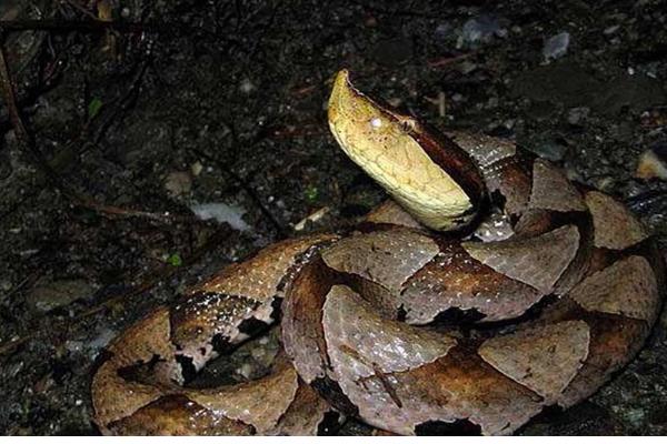 五步蛇的名称由来,有以下3种解释