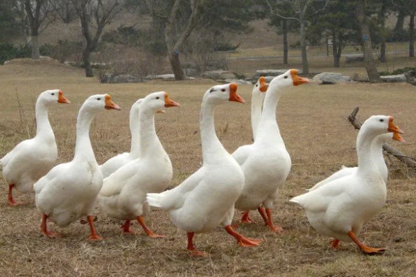 鹅换羽时间,出生一个月后开始更换绒毛