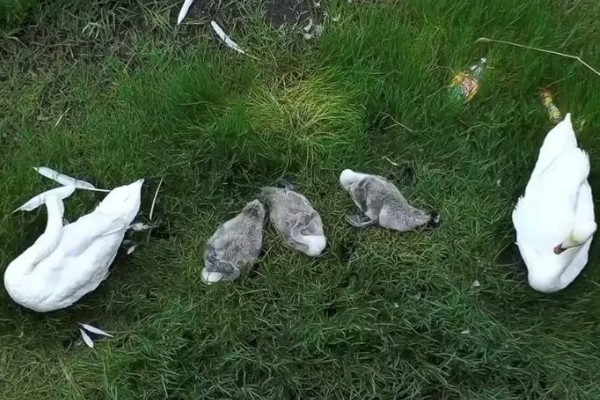 鹅换羽时间,出生一个月后开始更换绒毛