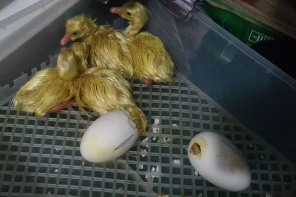 鹅换羽时间,出生一个月后开始更换绒毛