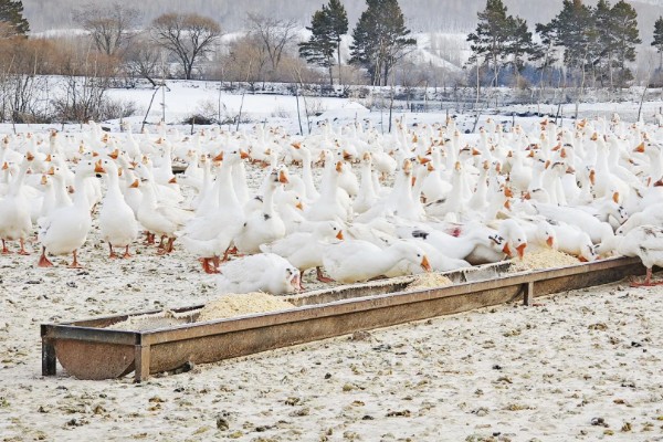 鹅换羽时间,出生一个月后开始更换绒毛