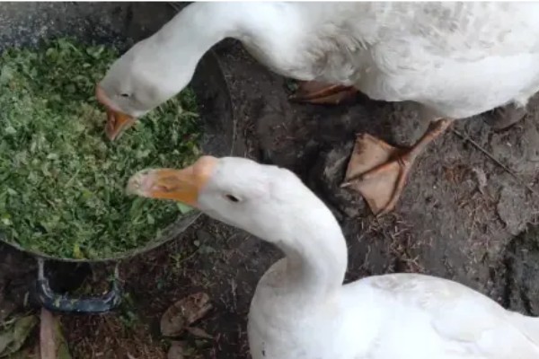 鹅换羽时间,出生一个月后开始更换绒毛