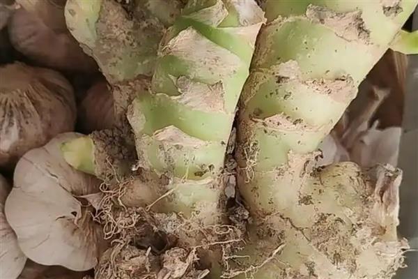 生姜绿了还可以吃吗,可以放心食用