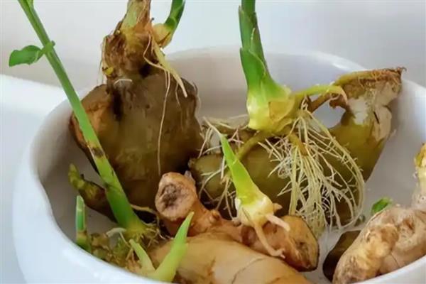 生姜绿了还可以吃吗,可以放心食用