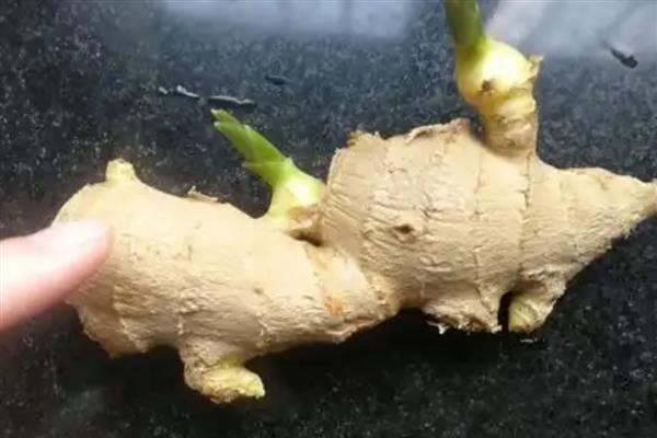 生姜绿了还可以吃吗,可以放心食用