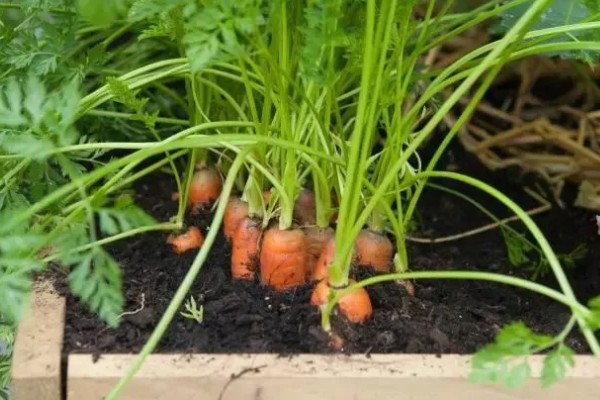 十月份可以种胡萝卜吗,十月份可以种