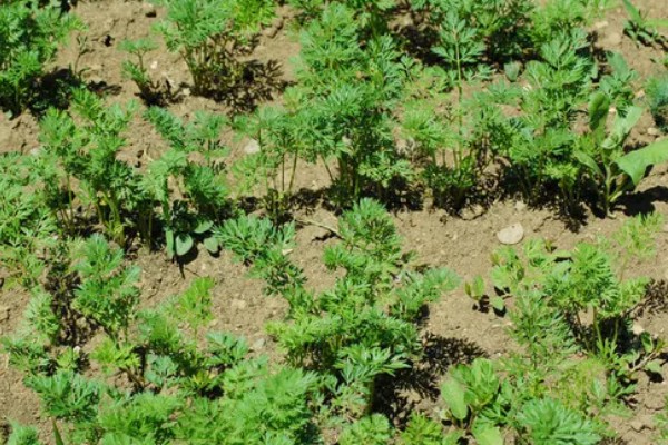 十月份可以种胡萝卜吗,十月份可以种