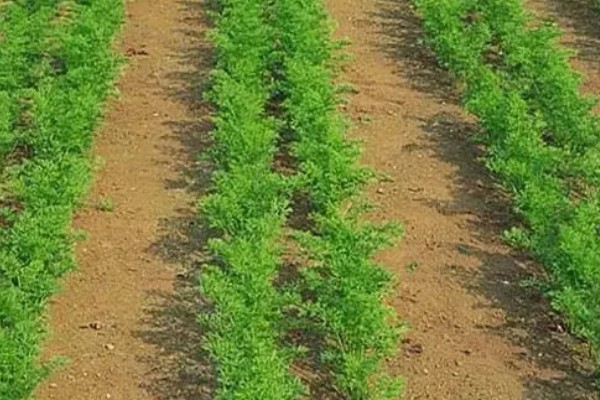 十月份可以种胡萝卜吗,十月份可以种