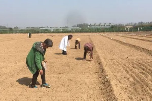 十月份可以种胡萝卜吗,十月份可以种