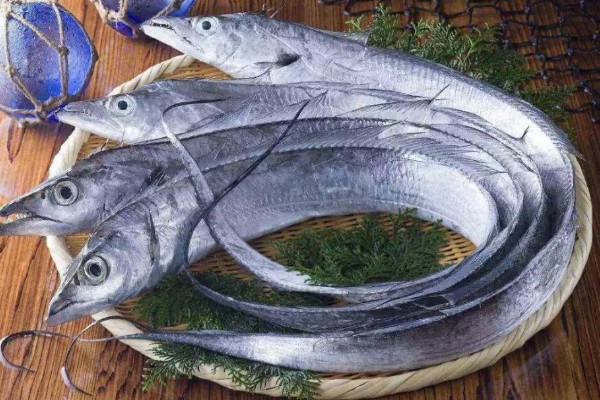 带鱼可以养殖吗,带鱼能养殖