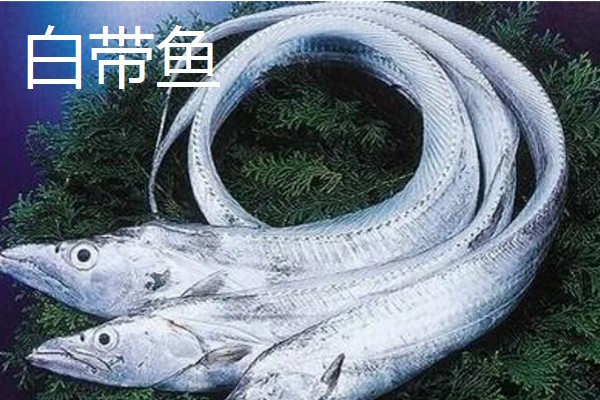 带鱼可以养殖吗,带鱼能养殖