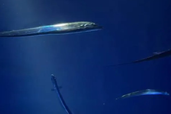 带鱼可以养殖吗,带鱼能养殖