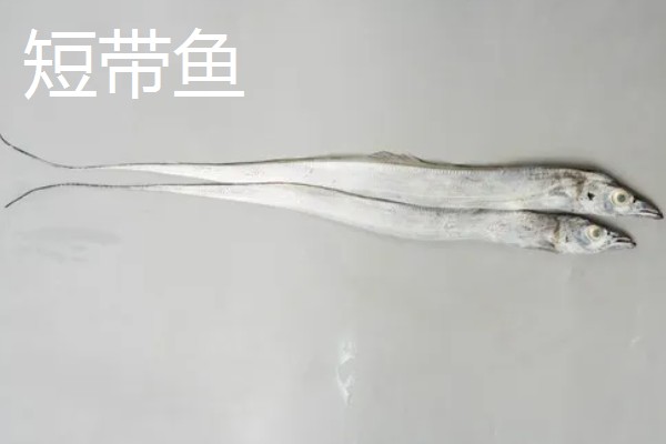 带鱼可以养殖吗,带鱼能养殖