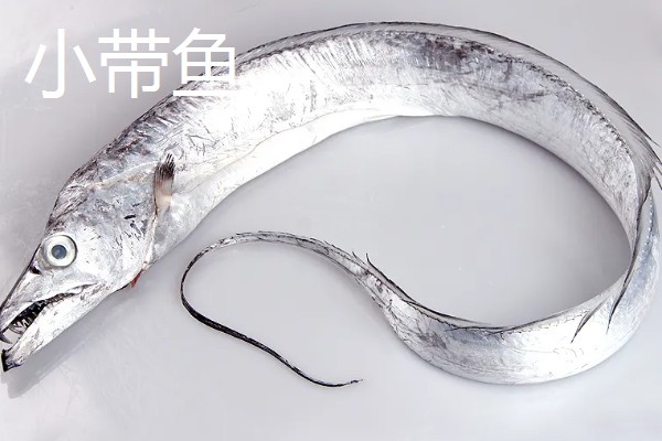 带鱼可以养殖吗,带鱼能养殖