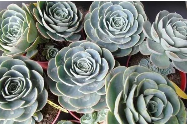 玉蝶多肉黑腐的预防方法，土壤不能过于湿润