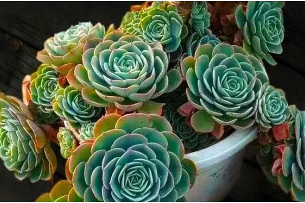 玉蝶多肉黑腐的预防方法，土壤不能过于湿润