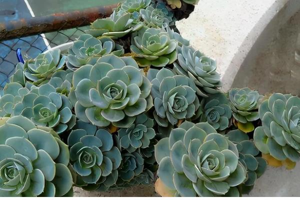 玉蝶多肉黑腐的预防方法，土壤不能过于湿润