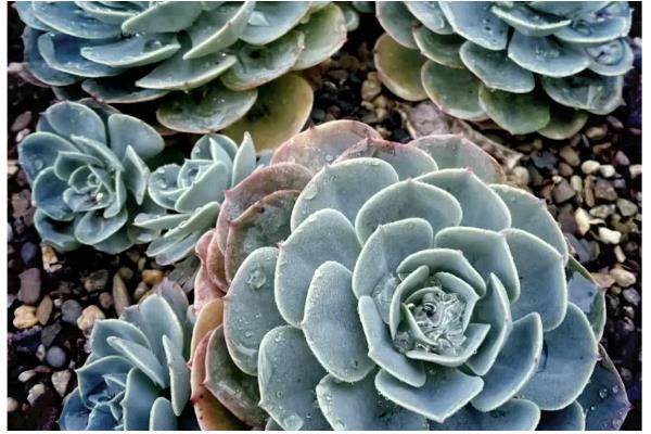 玉蝶多肉黑腐的预防方法，土壤不能过于湿润