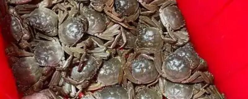 河蟹挑选方法，偏重的河蟹肉质较多