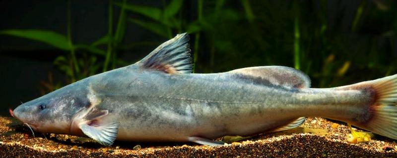 长吻鮠的读音,读作cháng wěn wéi