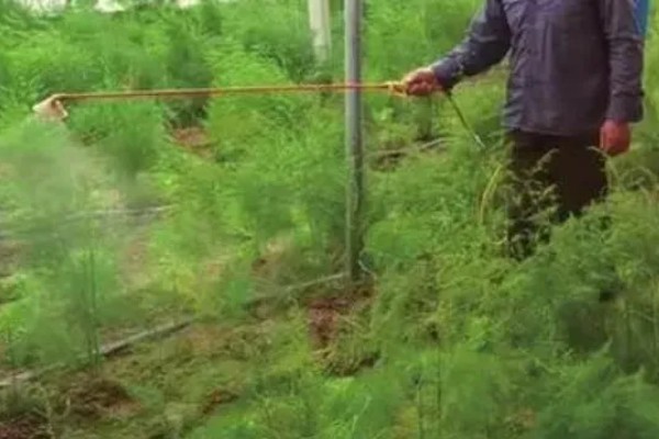 芦笋有哪些常见病虫害,常见的有褐斑病、茎腐病等