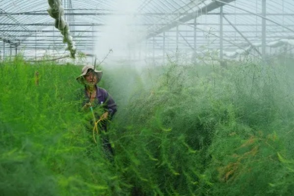 芦笋有哪些常见病虫害,常见的有褐斑病、茎腐病等