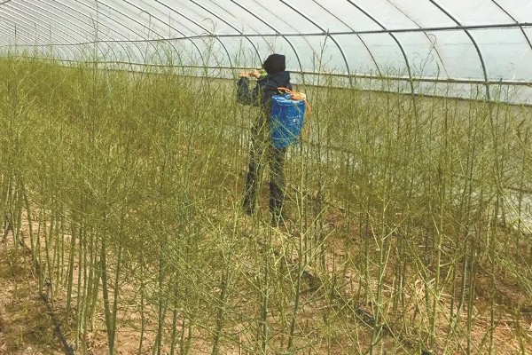 芦笋有哪些常见病虫害,常见的有褐斑病、茎腐病等
