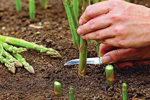 芦笋有哪些常见病虫害,常见的有褐斑病、茎腐病等