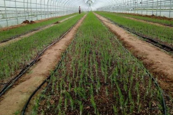 芦笋有哪些常见病虫害,常见的有褐斑病、茎腐病等