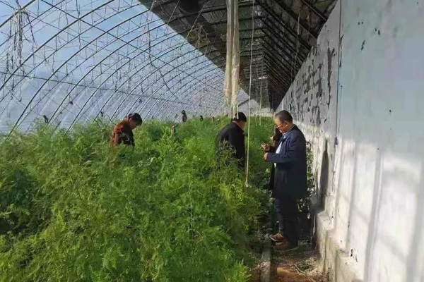 芦笋有哪些常见病虫害,常见的有褐斑病、茎腐病等