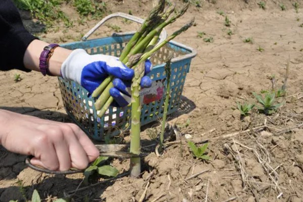 芦笋有哪些常见病虫害,常见的有褐斑病、茎腐病等