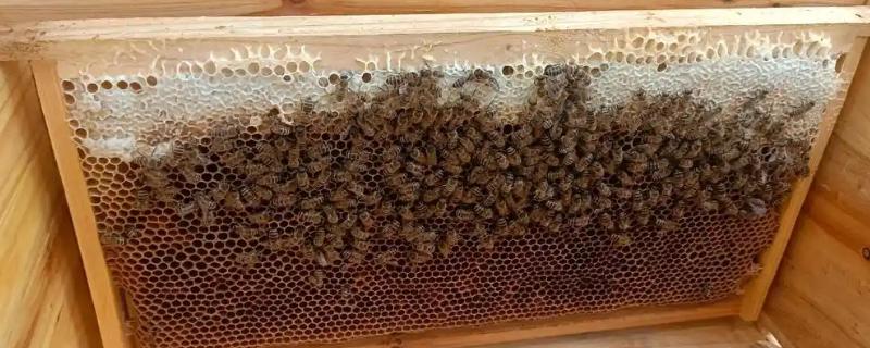 养蜂换王的好处，新王的繁殖能力更强