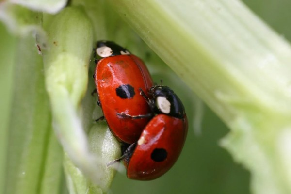 二星瓢虫是不是害虫，属于益虫平时会捕食蚜虫等害虫