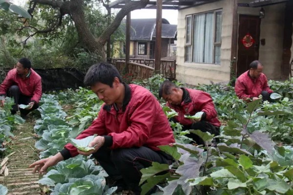二星瓢虫是不是害虫，属于益虫平时会捕食蚜虫等害虫