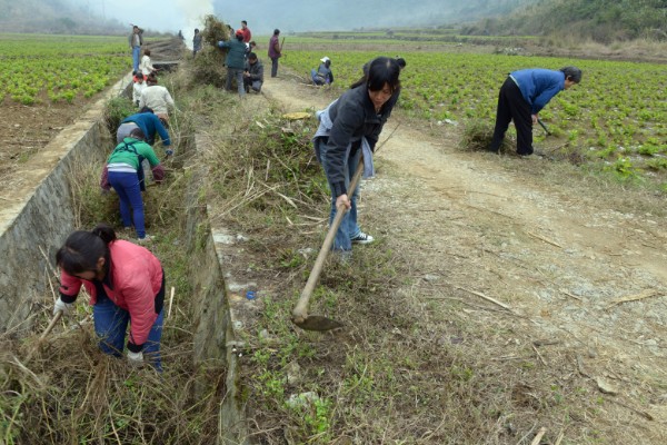 二星瓢虫是不是害虫，属于益虫平时会捕食蚜虫等害虫