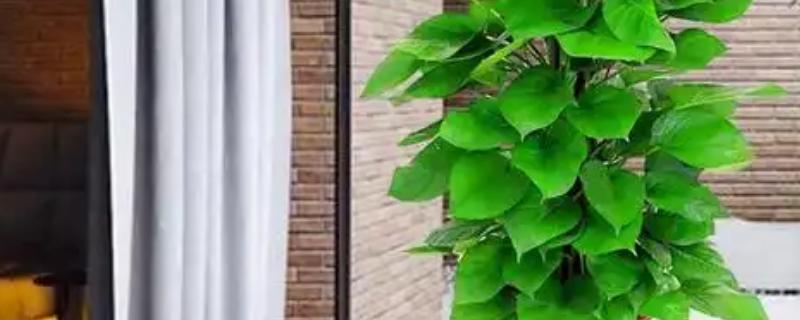 大叶绿萝如何养殖，每隔2-3天浇一次水