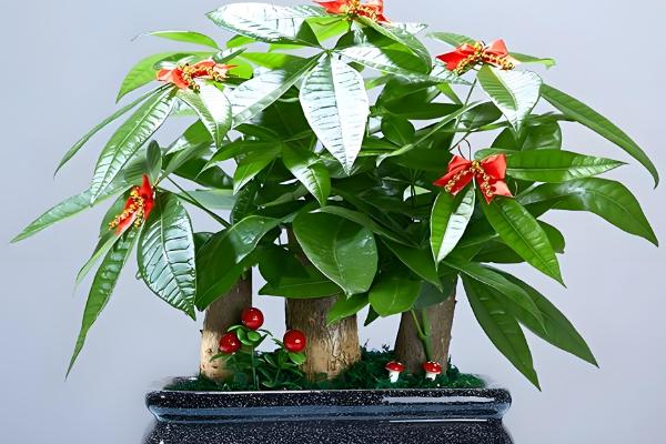 哪些植物适合用小盆养殖，常见发财树、虎皮兰等品种