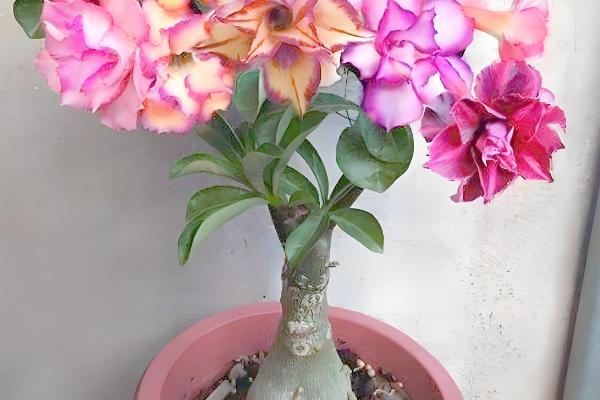 哪些植物适合用小盆养殖，常见发财树、虎皮兰等品种