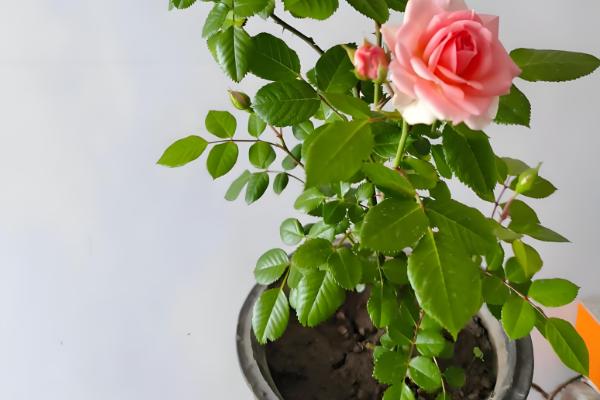 哪些植物适合用小盆养殖，常见发财树、虎皮兰等品种