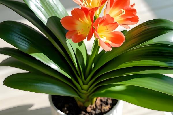 哪些植物适合用小盆养殖，常见发财树、虎皮兰等品种