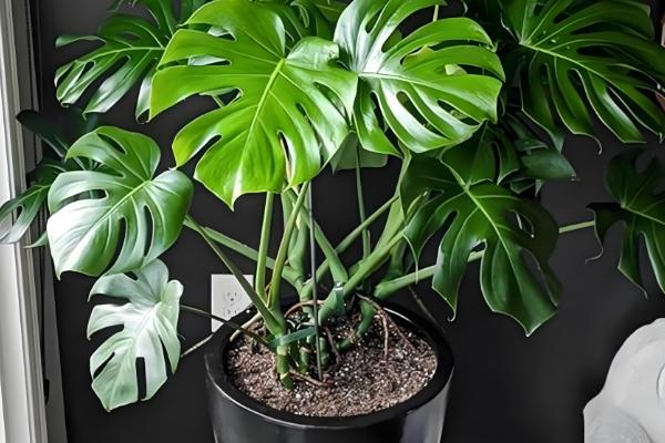 哪些植物适合用小盆养殖，常见发财树、虎皮兰等品种