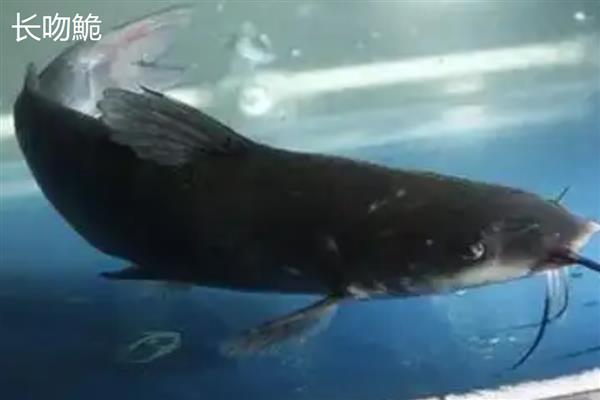 长吻鮠与斑点叉尾鮰的区别，科属和形态均不同