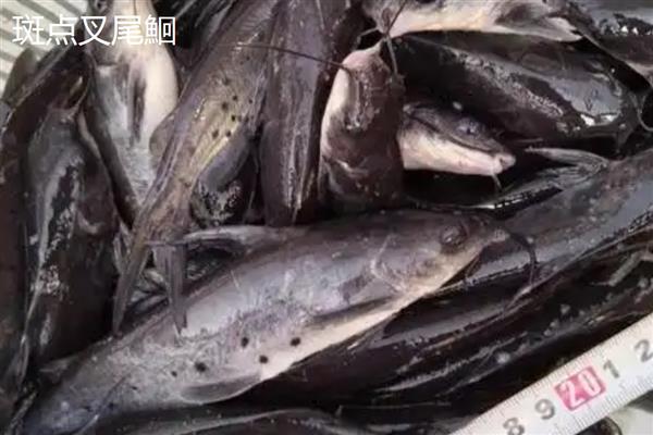 长吻鮠与斑点叉尾鮰的区别，科属和形态均不同