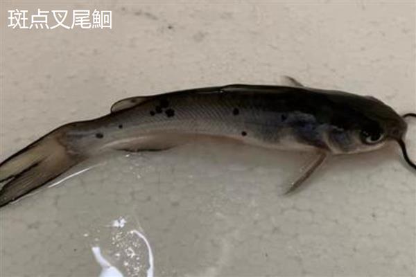 长吻鮠与斑点叉尾鮰的区别，科属和形态均不同