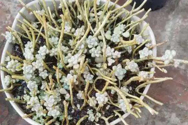 丸叶姬秋丽如何繁殖，可以使用叶插的方式进行