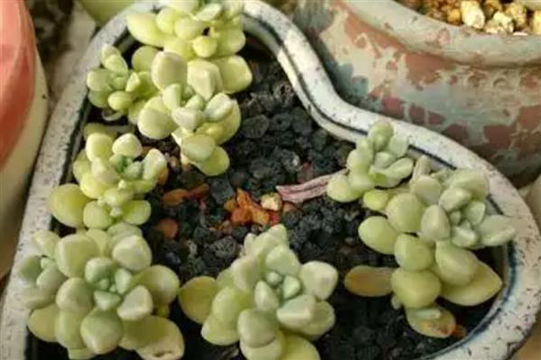 丸叶姬秋丽如何繁殖，可以使用叶插的方式进行