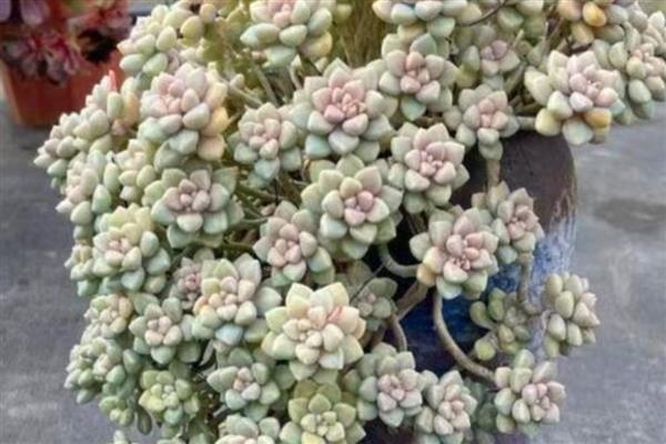 丸叶姬秋丽如何繁殖，可以使用叶插的方式进行